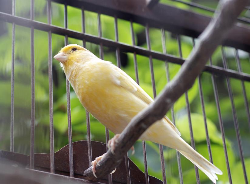 Volière d'extérieur Cage d'oiseaux Canaries Perroquet Jardin