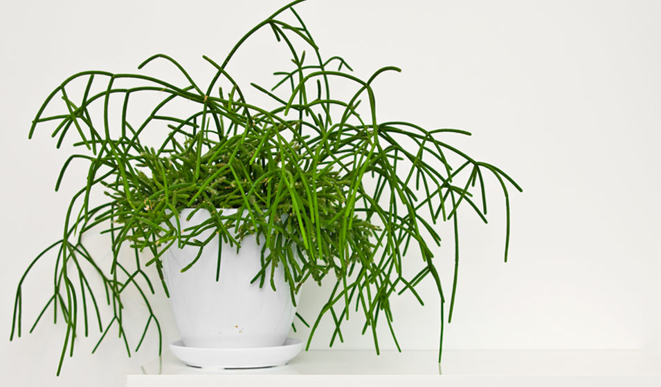 Vente de plantes grasses pour la décoration de votre intérieur