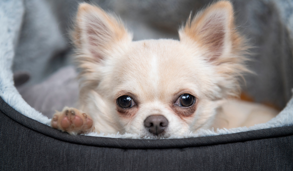 chien