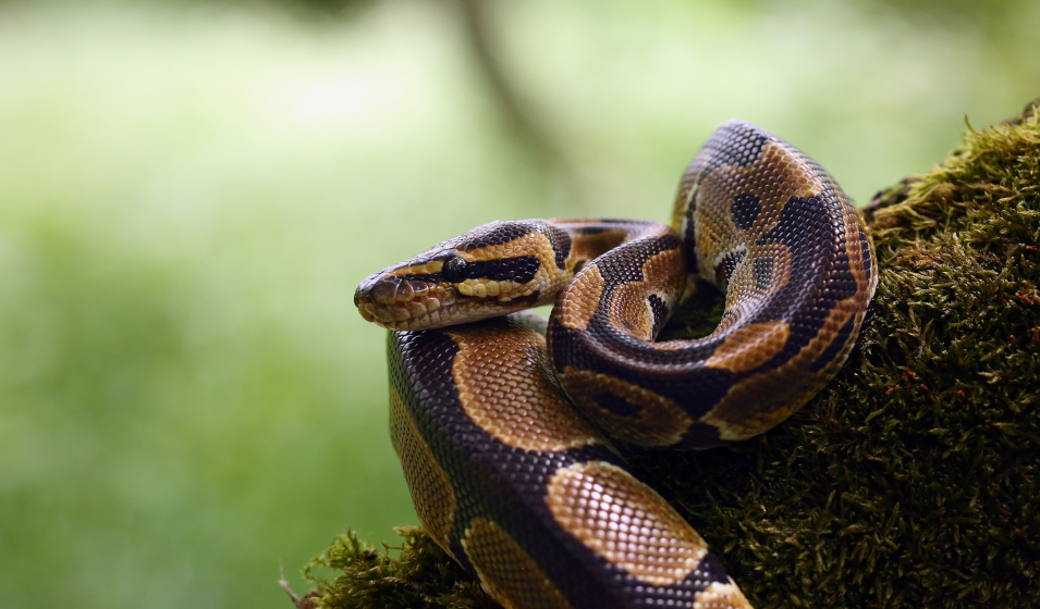 Quel terrarium choisir pour des reptiles ? Jardiland
