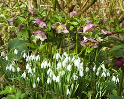 Au pied des hellébores, tapissez le sol avec des petits bulbes comme les perce-neige
