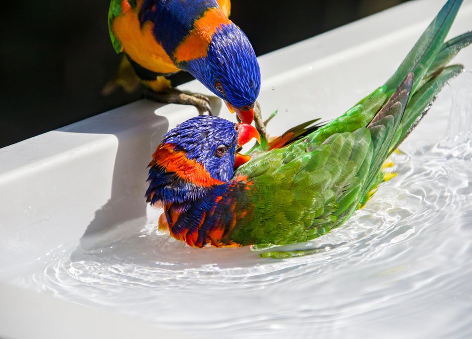 Les perroquets aiment se baigner, offrez-leur un bain dans votre lavabo !
