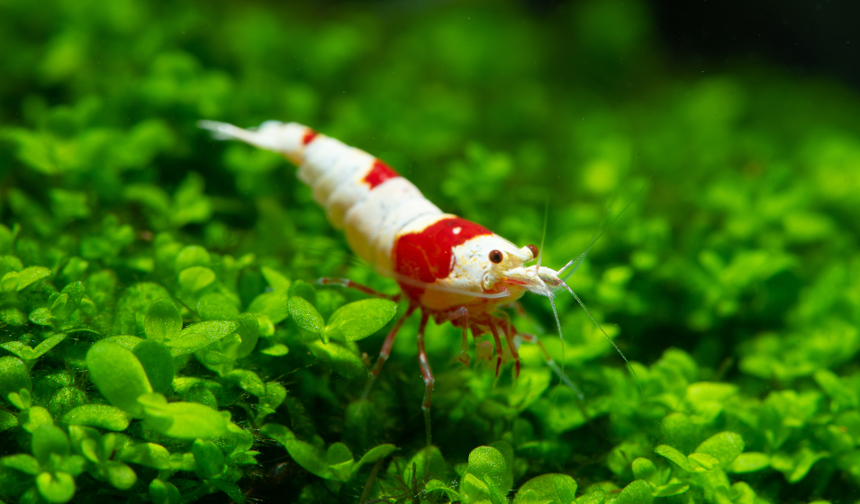 Crevettes en aquarium : pourquoi et lesquelles choisir ? - Jardiland