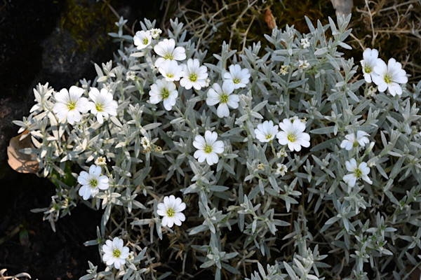 Plantes couvre-sol à feuillage persistant pour le plein soleil : le céraiste tomenteux (Cerastium)