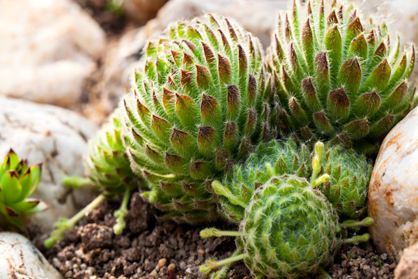 Succulentes rustiques : les joubarbes