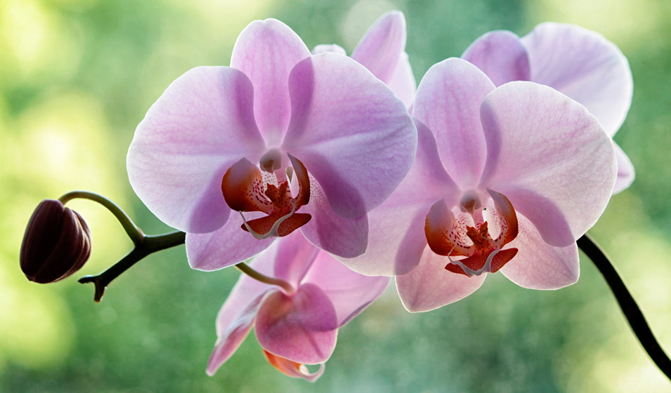 orchidee phalaenopsis