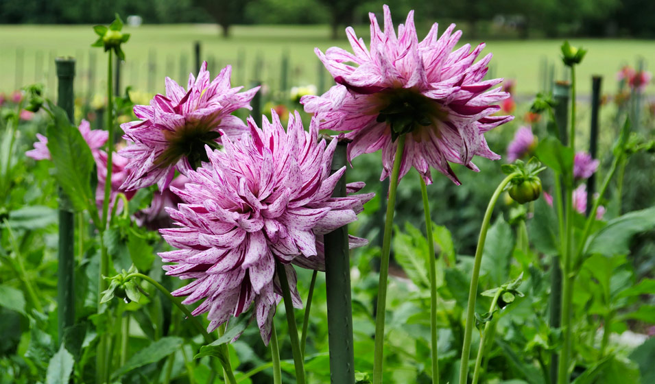 Dahlia