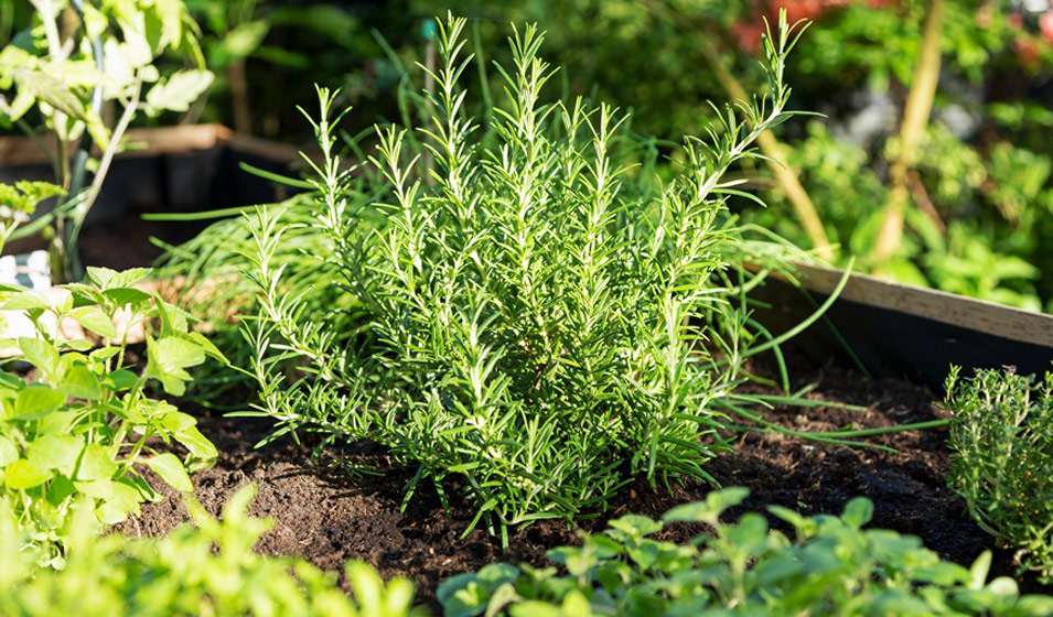 Conseils jardinage. Un jardin miniature sur son balcon