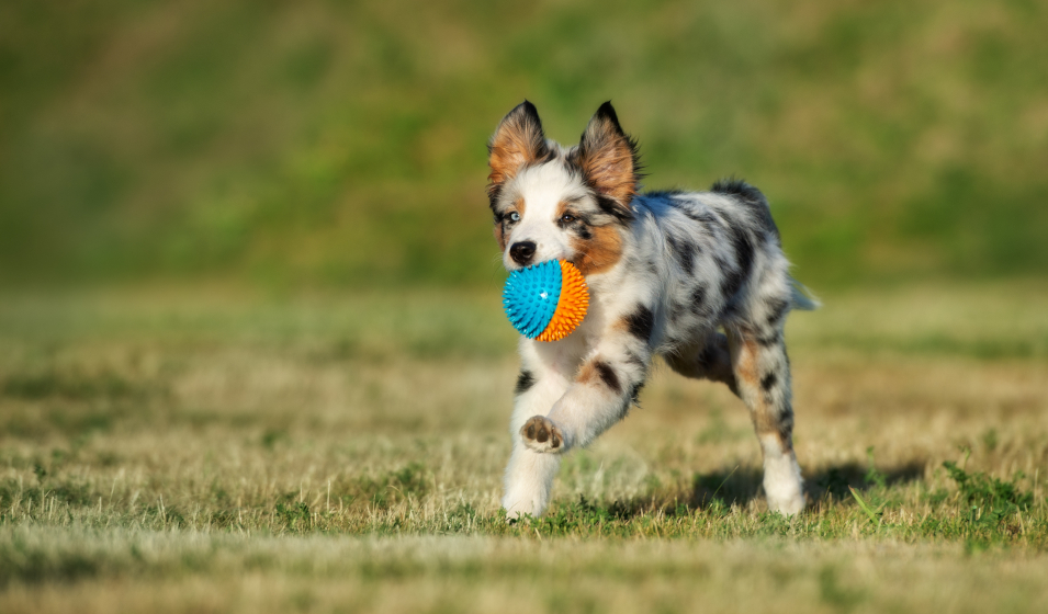 chiot joue berger australien