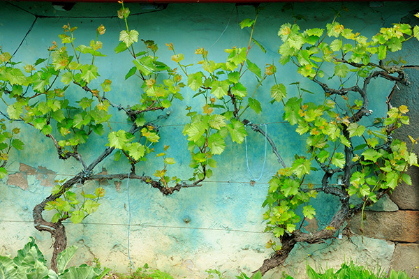 Les rameaux sarmenteux de la vigne