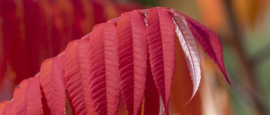 Sumac de Virginie