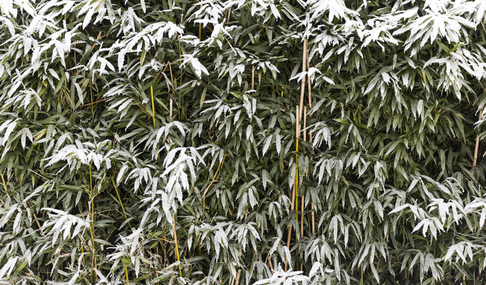 bambou en hiver