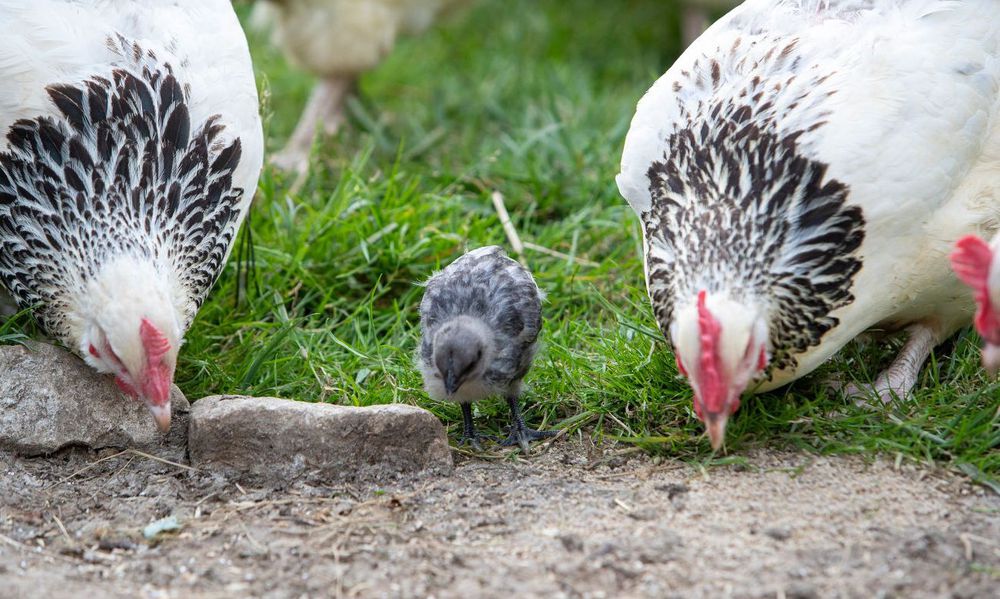 La poule protège ses poussins jusqu’à leurs 8 semaines