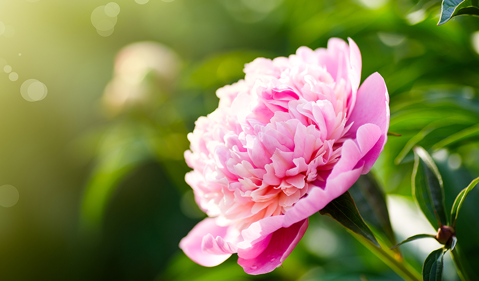Pivoine arbustive
