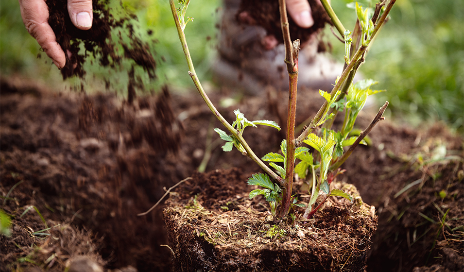 Quand et comment planter un arbre ou un arbuste ?