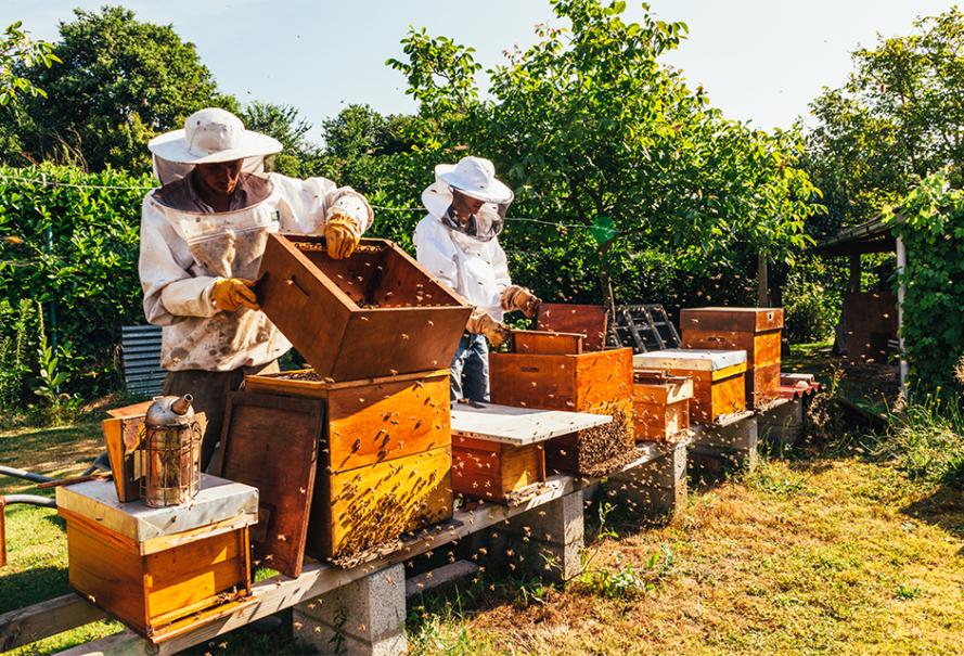 La récolte du miel : un travail par étapes
