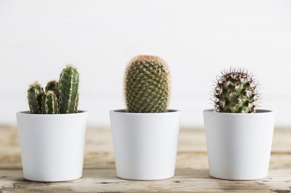 Les aiguillons des cactus