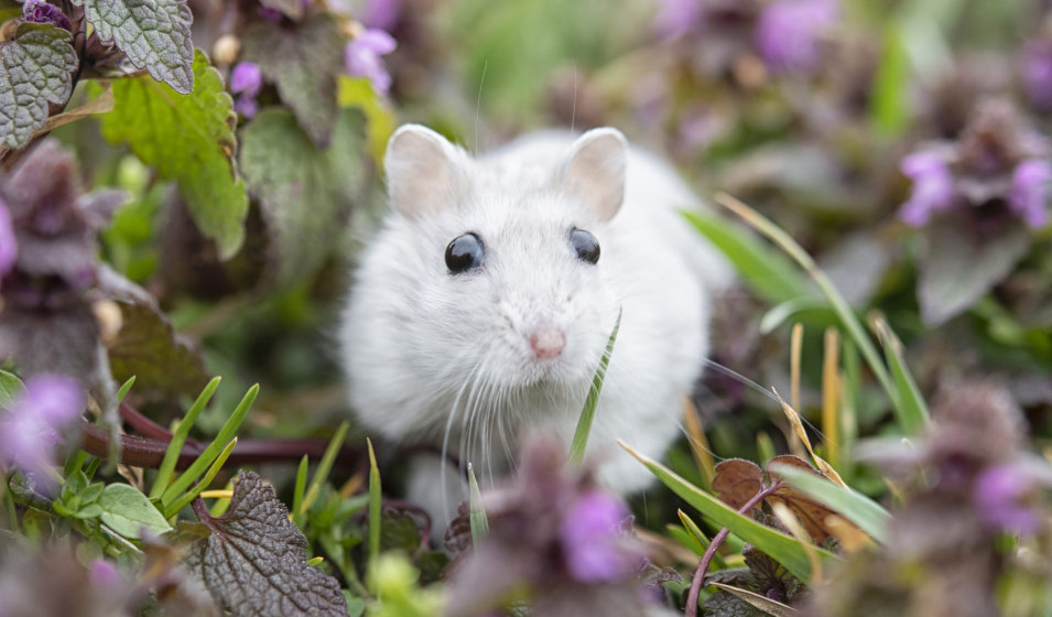 12 aliments toxiques et dangereux pour le hamster