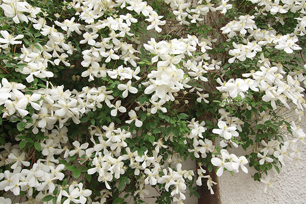 La clématite est une plante grimpante florifère