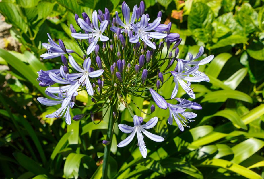 Agapanthe : fleurs et feuilles