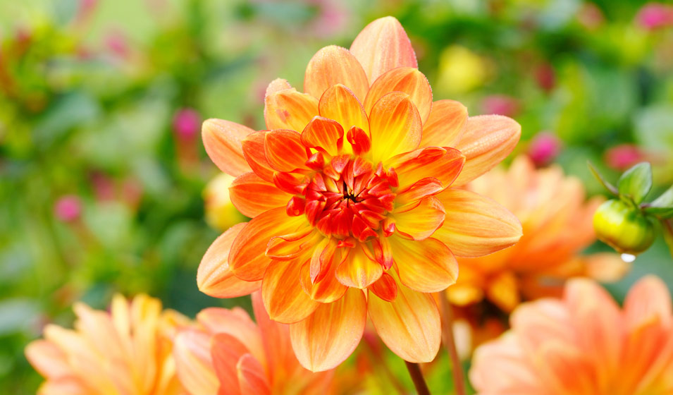 Dahlia