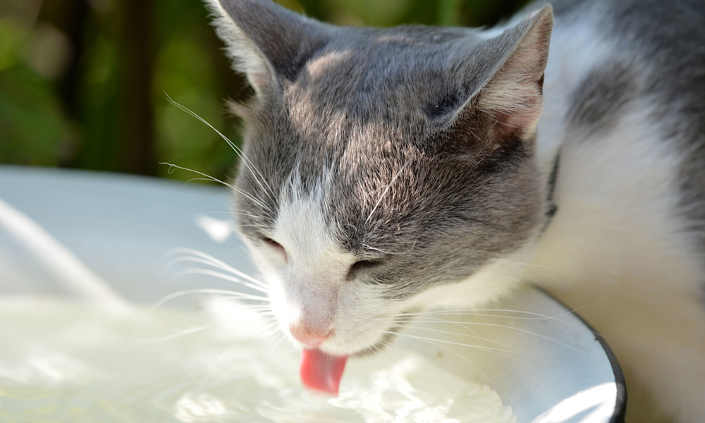 Mettez lui plusieurs coupelles d'eau pour qu'il en ai toujours !