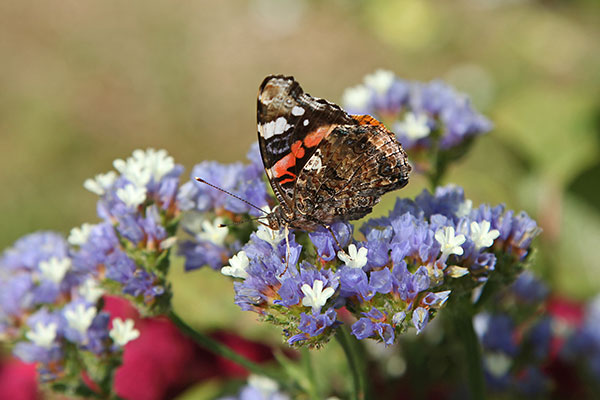La présence de papillons dans le jardin est un bon point pour la biodiversité