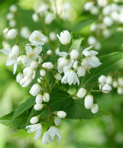 Le Deutzia gracilis