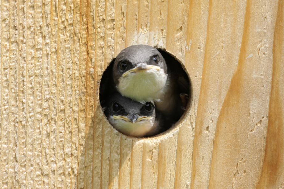 Choisir un nichoir pour les oiseaux du jardin - Gamm vert