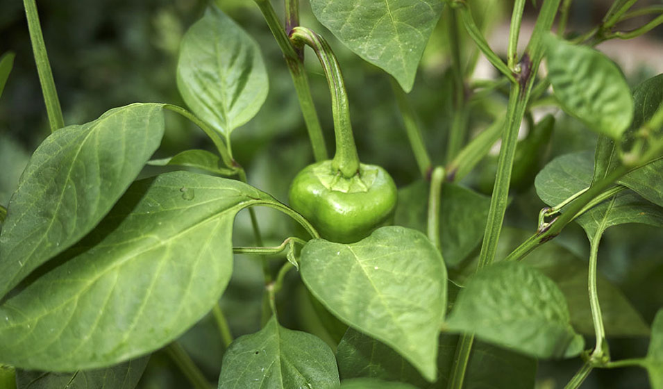 Poivron & Piment (Capsicum annuum)