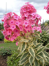 Un phlox panaché (© Philippe Ferret)