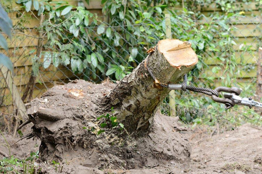 Comment détruire facilement une souche d'arbre sans produit chimique ? -  Alp'Azur Élagage