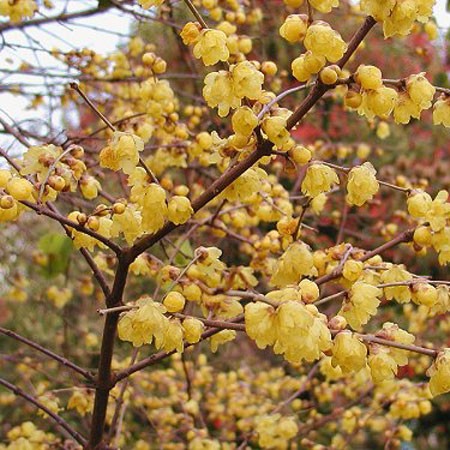 Chimonanthus praecox