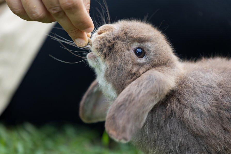 Mon lapin trie sa nourriture - Gamm vert