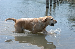 Le labrador aime l'eau !