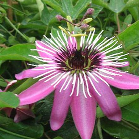 Fleur de la passion : plantation, entretien, soin