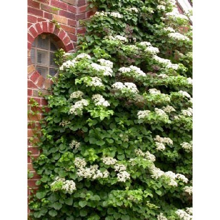 L'hortensia grimpant