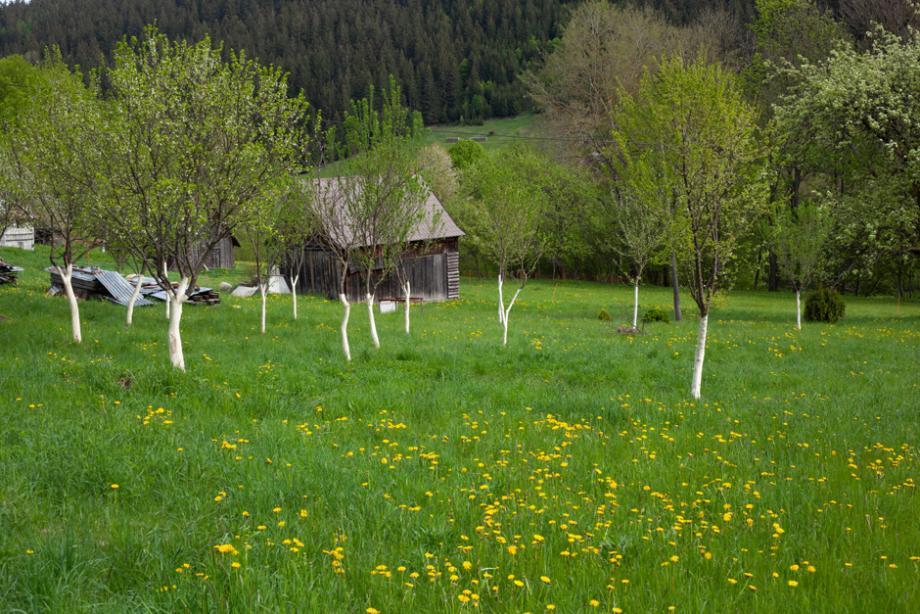 Arbres fruitiers en altitude