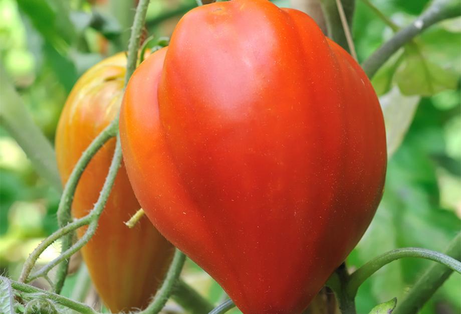 Les 10 meilleures variétés de tomates à cultiver - Gamm vert