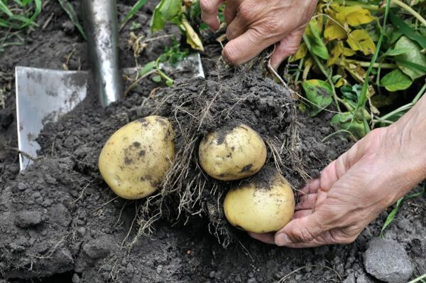 Que planter après les pommes de terre ? - Gamm vert