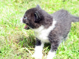 Le chaton appelle sa mère