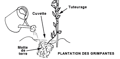 Plantes grimpantes : plantation, entretien - Gamm vert
