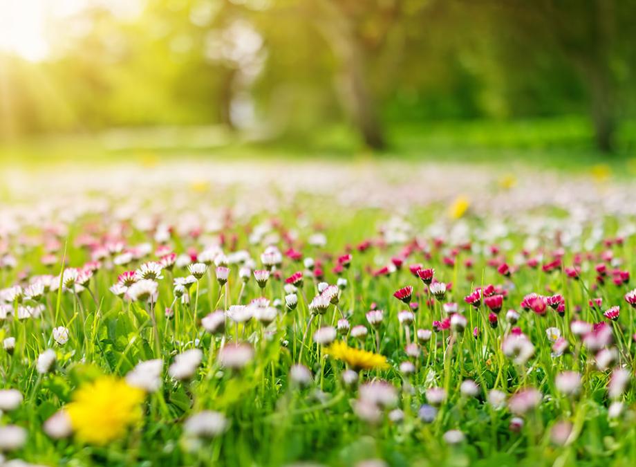Comment corriger une terre acide ?