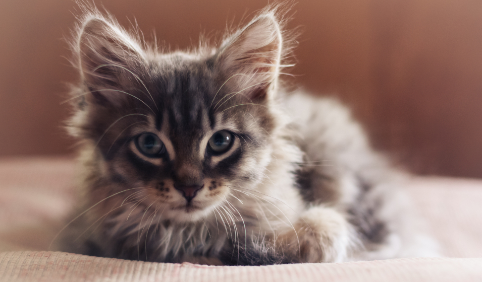 100 idées de prénoms de chats en T pour 2022 - Jardiland