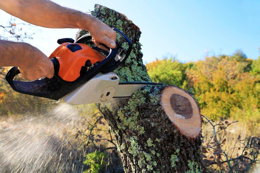 Destruction de la souche d'un arbre : comment faire ? - Gamm vert