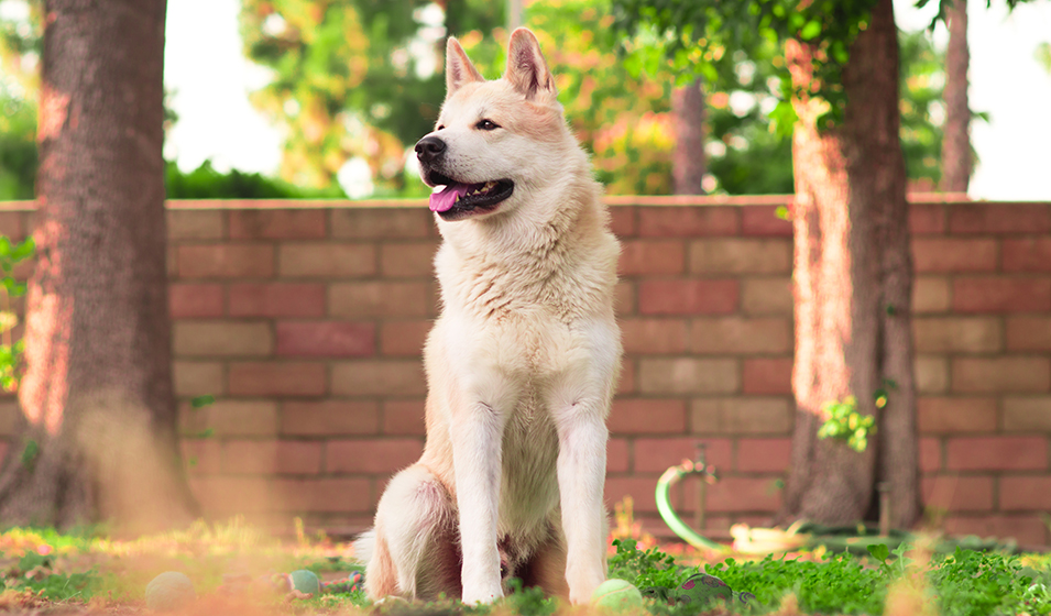 chien