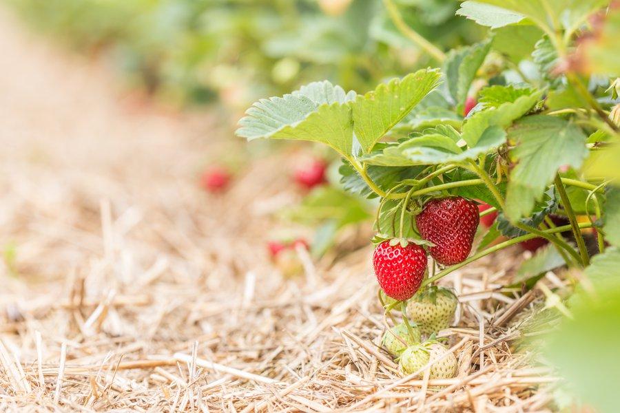 Le paillage pour lutter contre le botrytis des fraises