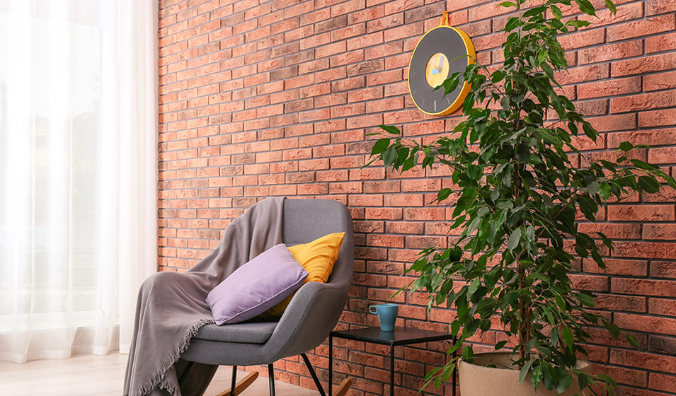 Ficus benjamina ou figuier pleureur