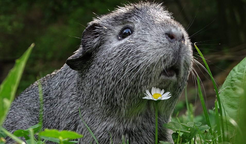 Le cochon d’Inde gris ou agouti argenté