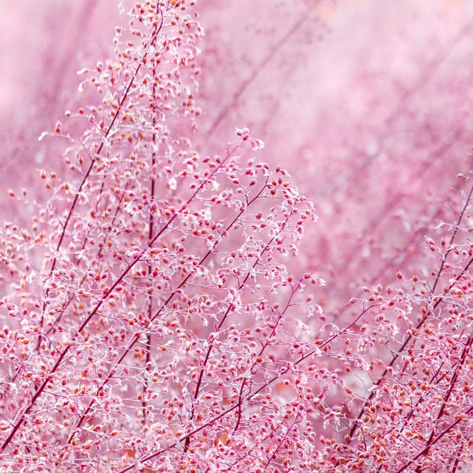 Eragrostis spectabilis